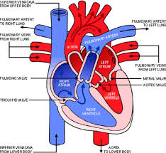 Topic 6 2 The Blood System Amazing World Of Science With