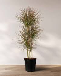 Image result for Dracaena laxissima