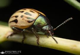 Image result for Buchnera cryptocephala