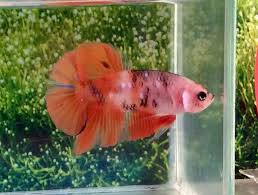 Betta Fish Betta Fish Ideas Bettafish Fishbetta 224 Thai Import Fancy Orange Koi Male Hmpk Halfmoon Plakat Betta Live Betta Fish Live Fish For Sale Betta