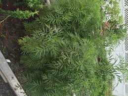 Image result for Tagetes minuta