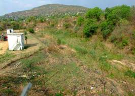 Image result for Dichilus reflexus