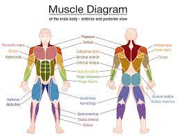 Muscle diagram anatomy practice health and physical education musculoskeletal system. Muscle Diagram Male Body Names Digital Art By Peter Hermes Furian