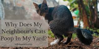 Neighbor dog pooping in my yard. Neighbour S Cat Poops In My Yard What To Do Now