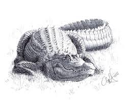 Alligator Realistic Drawings Alligators Art Art