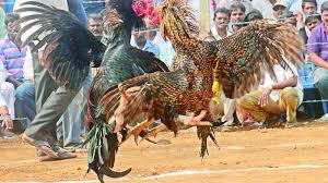 The rooster and the ball slave who trampled on the slaves cried bitterly. Andhra Pradesh Kaaki Dega Breed In Demand For Cockfights