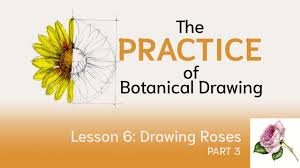 See sunflower drawing stock video clips. How To Draw A Rose With Wendy Hollender Practice Of Botanical Drawing Lesson 6 Part 3 Youtube