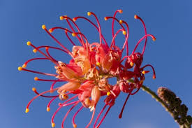 Long season of bloom on a charming architectural evergreen shrub. Characteristics And Care Of The Grevillea A Beautiful Flowering Plants Gardening On