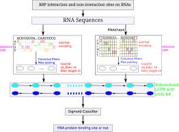 Sequence detector is basically a state machine which outputs 1 when a particular sequence is detected in the stream of input. Prediction Of Rna Protein Sequence And Structure Binding Preferences Using Deep Convolutional And Recurrent Neural Networks Bmc Genomics Full Text