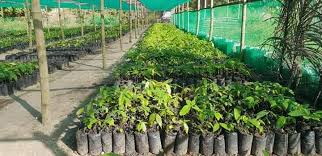 Check spelling or type a new query. Wanted Cacao Trees