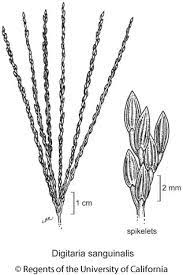 Image result for Digitaria compressa
