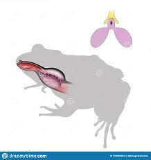 Respiratory System Of Frog Diagram Lungs Stock Illustration Illustration Of Bronchioles Dioxide 193680964