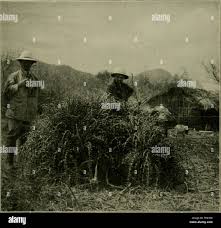 Image result for Oxyanthus latifolius