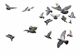 Flying Bird Png Flying Birds Png Hd Is Found On Pngtube Download It Free And En 2020