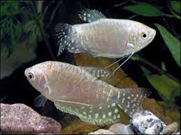 We did not find results for: Gambar Ikan Sepat Rawa Siam Mutiara Biru Terbesar Harga Mahal