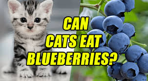 Like buying candy for kids, we often think that when we give our pets snacks that have been specially made for them, we're treating them to exactly what. Can Cats Eat Blueberries Learn The Benefits Of Blueberries