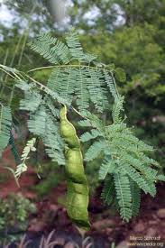 Image result for Entada arenaria