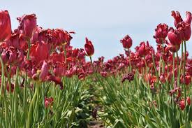 Proflowers.com has been visited by 10k+ users in the past month Instagram Heaven These Are Our Favorite Pick Your Own Flower Farms In Massachusetts Masslive Com
