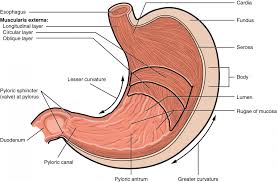 The average adult heart is about the size of a fist: The Stomach Anatomy And Physiology Ii