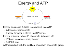 Aug 14, 2020 · the atp is hydrolyzed into adp and inorganic phosphate (p i) by the enzyme atpase. Amount Of Energy Released When Atp Is Converted To Adp Wasfa Blog