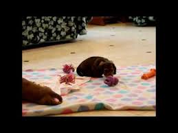 Maybe you would like to learn more about one of these? Miniature Dachshund Puppies For Sale In Ga 07 2021