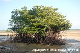 Image result for Rhizophora mucronata