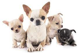 Chihuahua Dog Breed Information