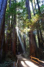 Walking Among Redwoods At Muir Woods National Monument Nomad By Trade Muir Woods National Monument Muir Woods California Muir Woods