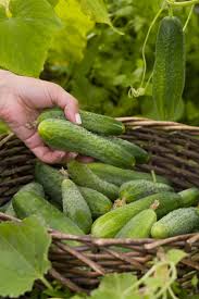 We did not find results for: How To Grow Cucumber Plants Like Crazy The 3 Simple Keys To Success