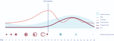 10 signs symptoms of low progesterone levels ayda blog