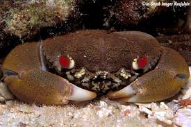 Image result for Sebaea junodii