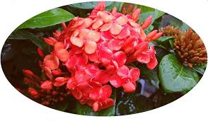 Image result for Ixora hartiana