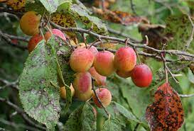 Fruit trees are trees found in the forbidden lands, the primary setting of the game shadow of the colossus. Nature Walk Wild Plum Iowa Natural Heritage Foundation