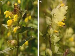 Image result for Erianthemum virescens