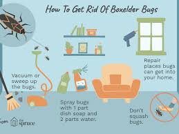 Your pool is (likely) outside, which is where these pool bugs live to begin with. How To Keep Boxelder Bugs Out Of Your Home