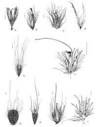 Image result for Cenchrus americanus