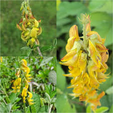 Image result for Crotalaria polysperma