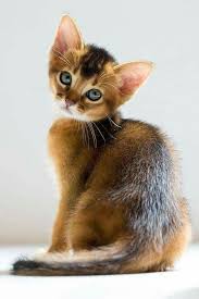 Tatli Bakislar Yavru Kediler Sevimli Kediler Kedi