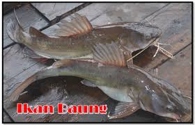 Oleh karena luasnya lautan yang ada di planet bumi ini, maka jumlah dari ikan hias laut ini sangat beragam. Jenis Jenis Ikan Catfish Populer Di Indonesia Aliems Journey