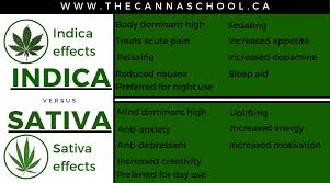 sativa vs indica whats the difference the cannabis school