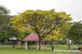 Image result for Samanea