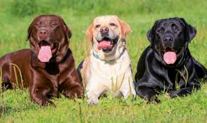 Find labrador in dogs & puppies for rehoming | find dogs and puppies locally for sale or adoption in canada : Original Breed Labrador Puppy Price In Pune