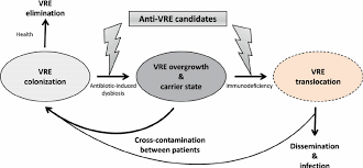 Image result for Vancomycin Resistant Enterococcus