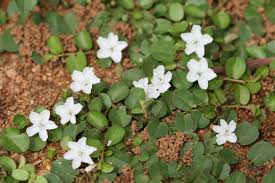 Image result for Evolvulus nummularius