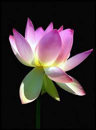 Lotus Flower Meaning Amp Pictures Blue Amp White Lotus Flowers Lotus Flower Meaning Flower Meanings Flowers