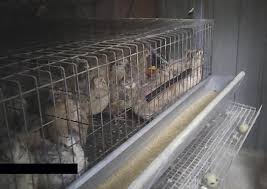 Maybe you would like to learn more about one of these? Un Milione Di Firme A Petizione Contro Gabbie In Allevamenti Animali Ansa It