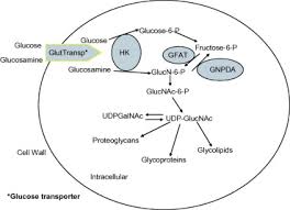 Is your dog moaning due to arthritis pain? Glucosamine Effects In Humans A Review Of Effects On Glucose Metabolism Side Effects Safety Considerations And Efficacy Sciencedirect