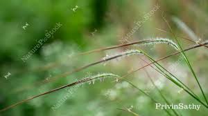 Image result for Heteropogon