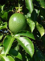 * images shown are of mature plants. Gardening 101 Passionflower Gardenista