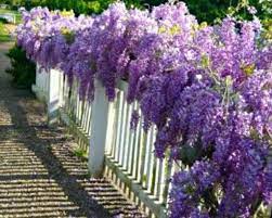 Grow Wisteria In A Pot Video Tutorial The Whoot Beautiful Gardens Dream Garden Garden Vines